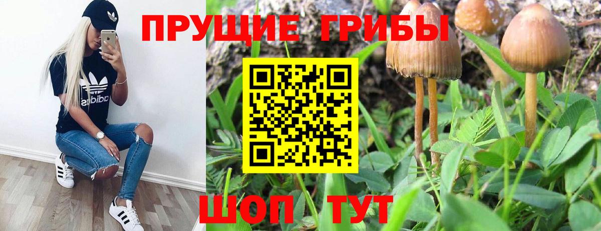 Дубна  Псилоцибиновые грибы мицелий  Вход с VPN 